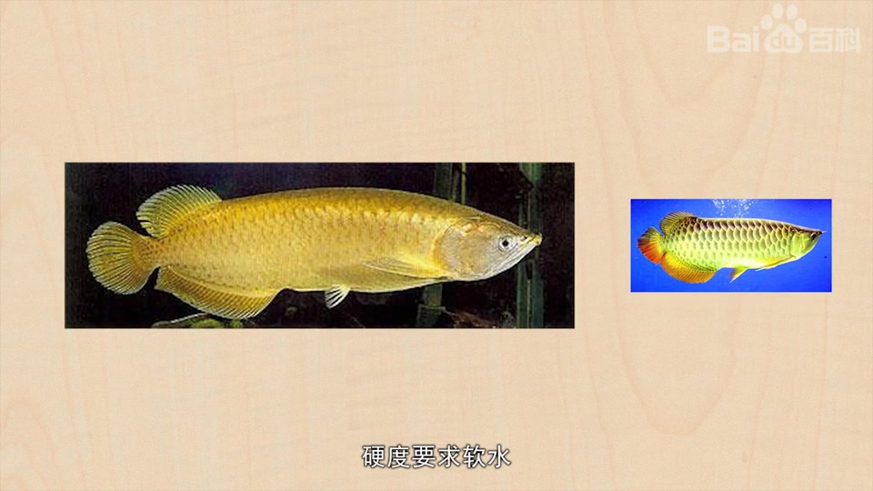 高背红尾金龙鱼