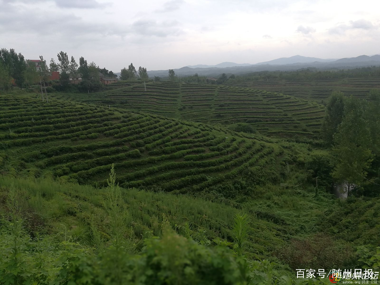 随州大力发展林业产业 推进乡村振兴成效明显