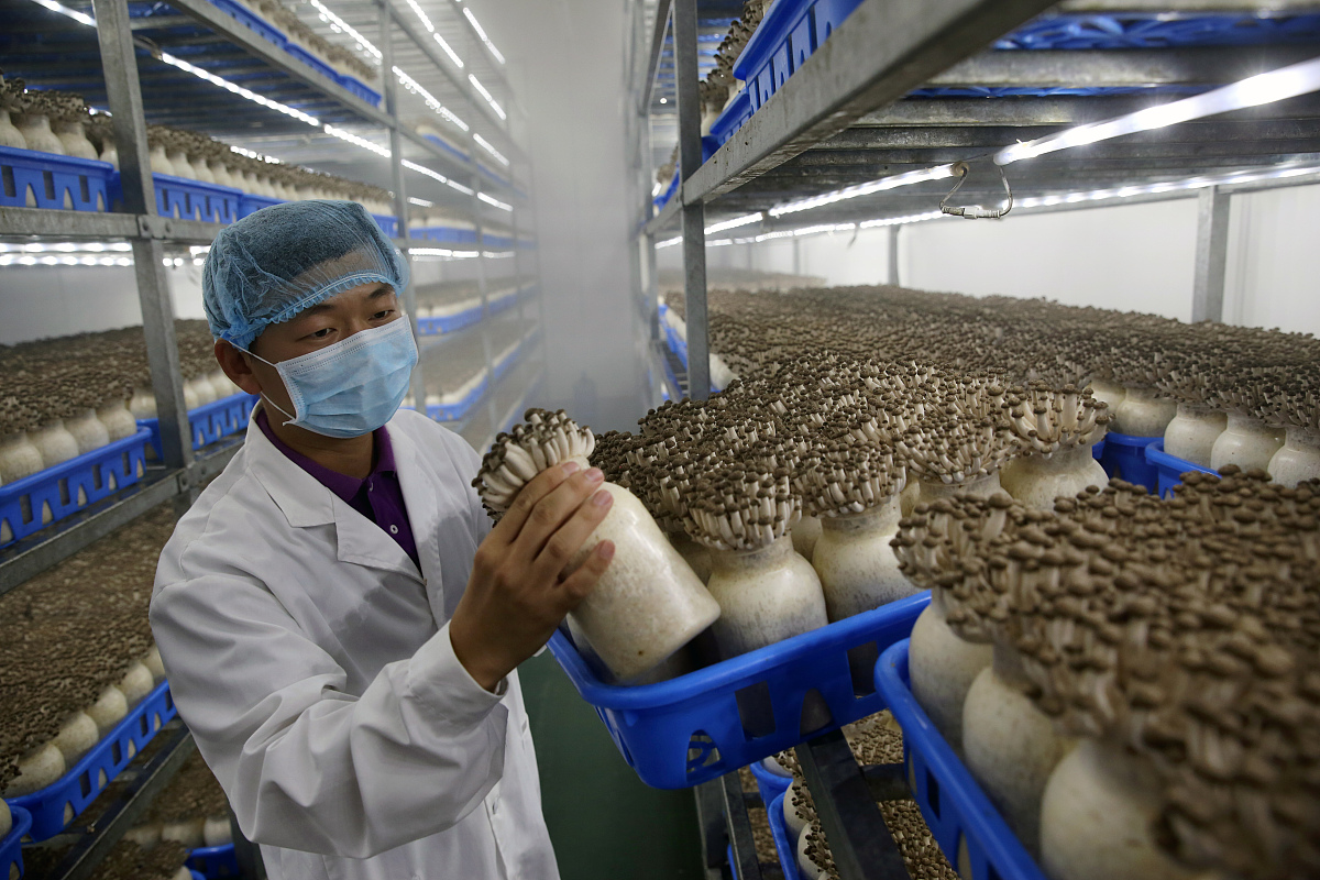 积极走访对接食用菌种植重点乡镇、村集体与其达成合作协议建立长期稳定的合作关系。通过政企合作菌业公司可以得到相关政府部门支持与指导包括政策支持、技术指导、市场开拓等方面。1菌业公司与相关部门研究讨论共同制定种植计划和发展规划。相关部门可以提供土地资源、技术支持和资金扶持等方面的支持帮助菌业公司在乡、镇、村、屯统一规划种植确保种植的稳定性和可靠性。2公司与乡镇合作共同开展种植食用菌菌包项目。菌业公司可