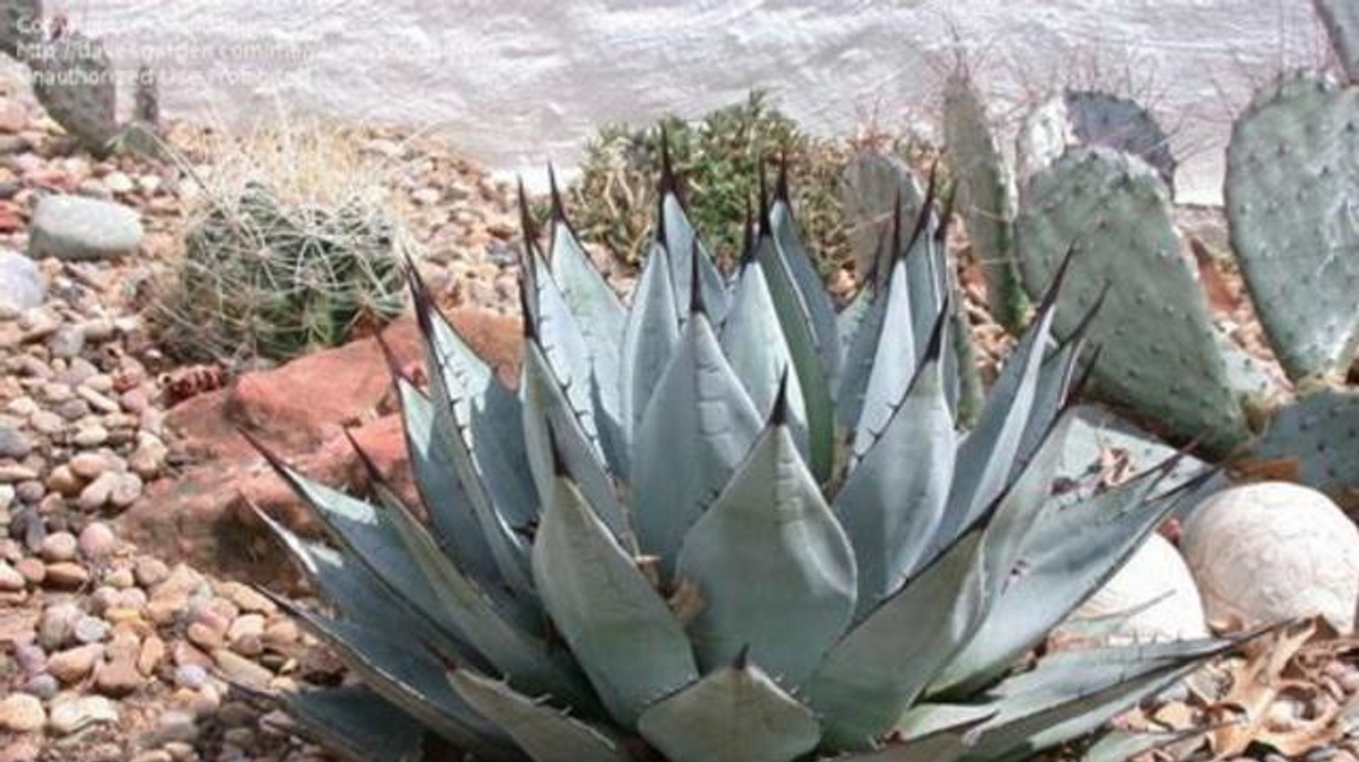 墨西哥这种植物12年才成熟,一生只开一次花,有毒却能酿出美酒