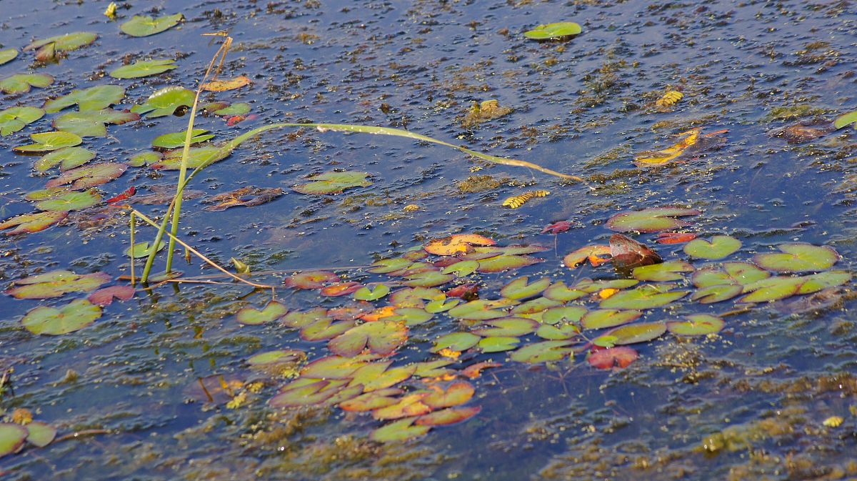 黑龙江生态工程职业学院单招有药剂专业吗？