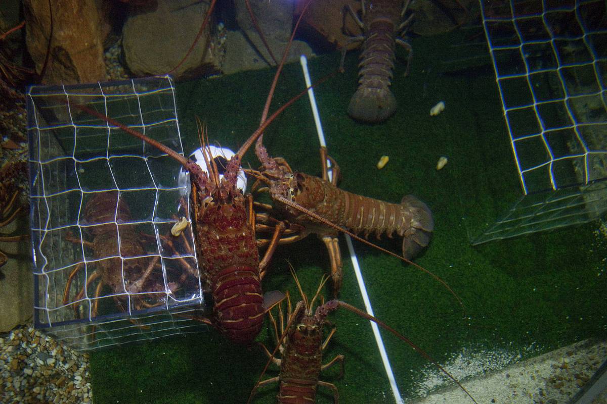 2010年6月16日,德国柏林水族馆,龙虾也在进行水下足球"世界杯".***_**