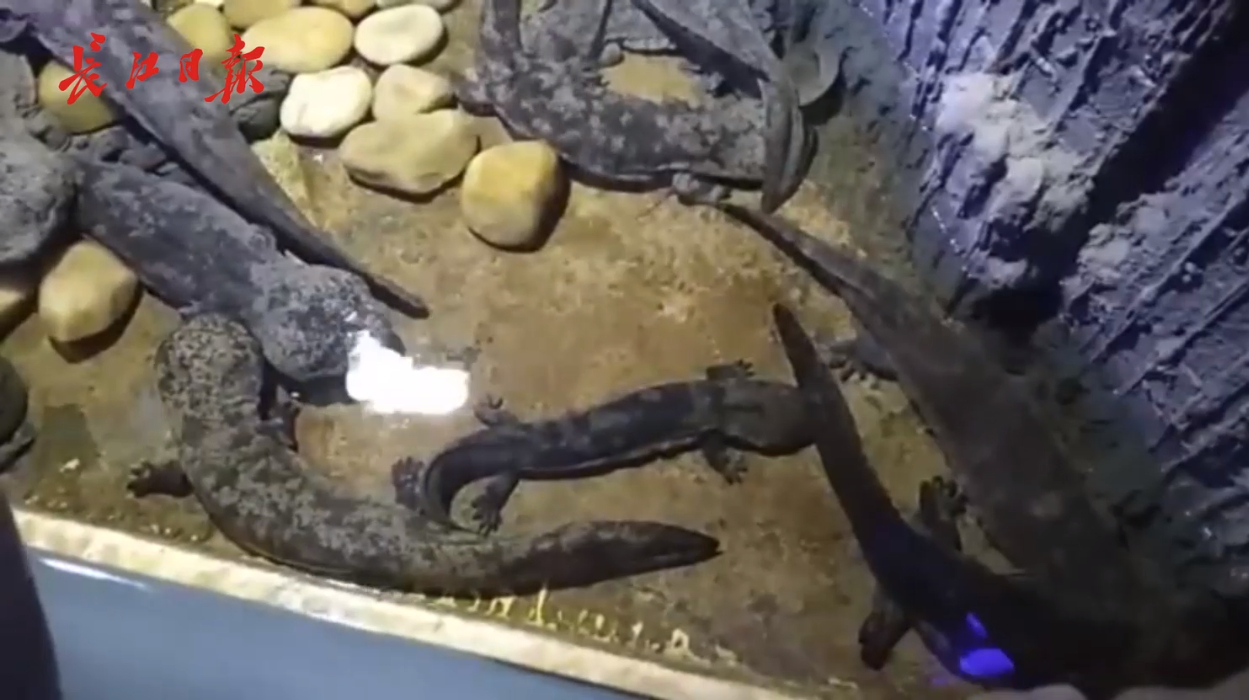 考考你,野生娃娃鱼和家养娃娃鱼区别在哪?