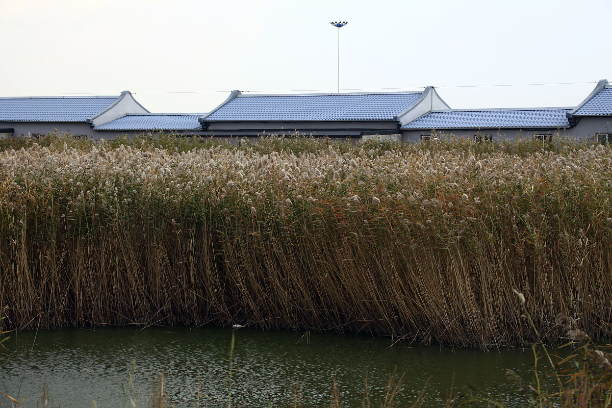 ***_***2011年10月18日,辽宁省盘锦市,世界最大的湿地芦苇荡风光.+++_