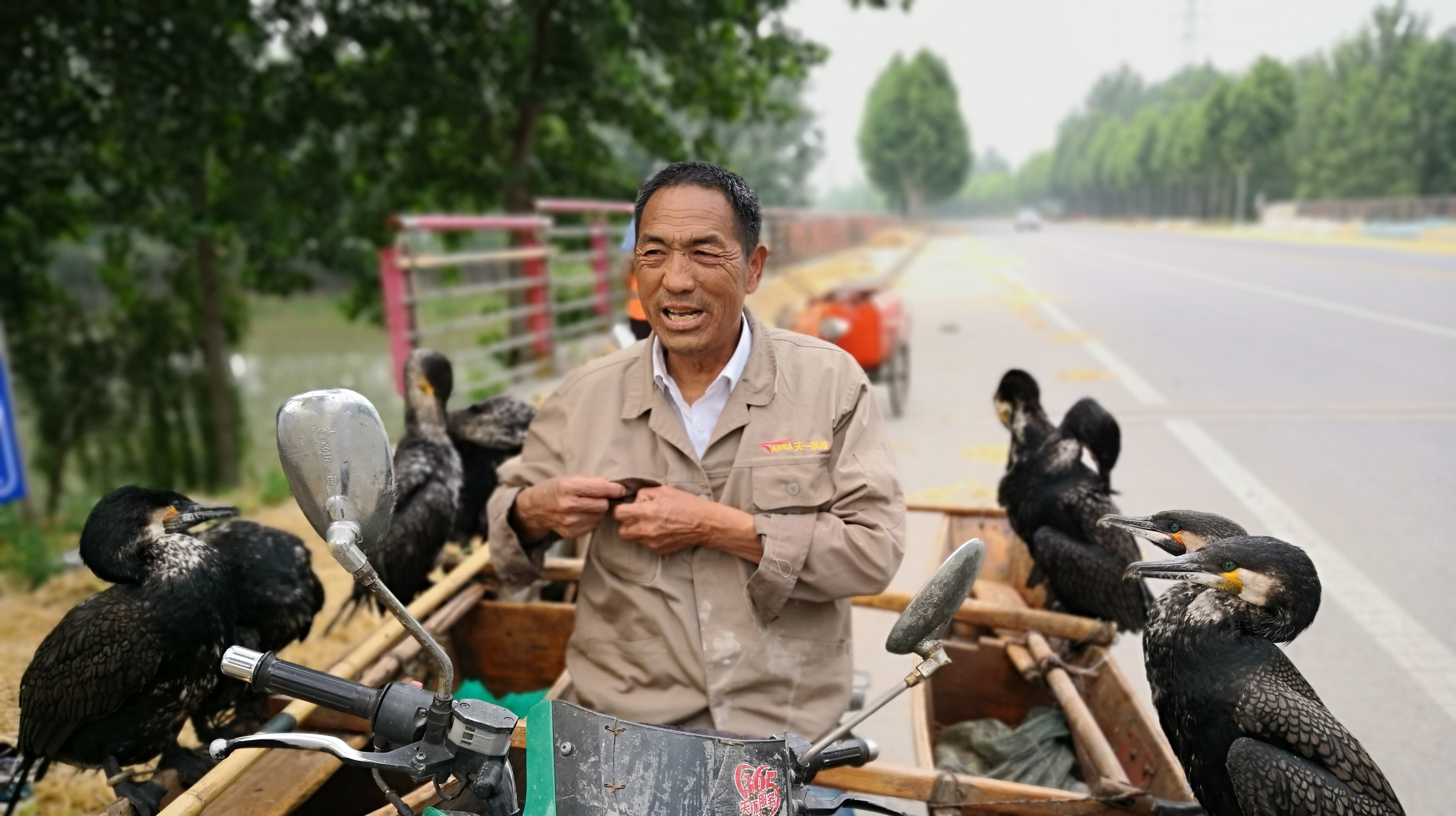 最后一代鱼鹰捕鱼人,不到1小时8只鱼鹰捕获成麻袋的鱼,收获喜人