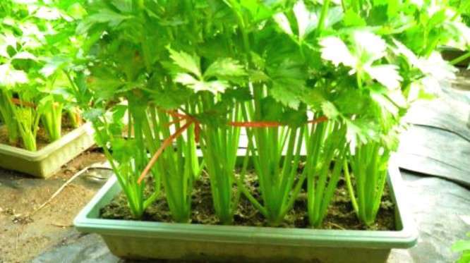 冬季家庭芹菜种植技巧，掌握这几点，2个月就能采收，吃都吃不完