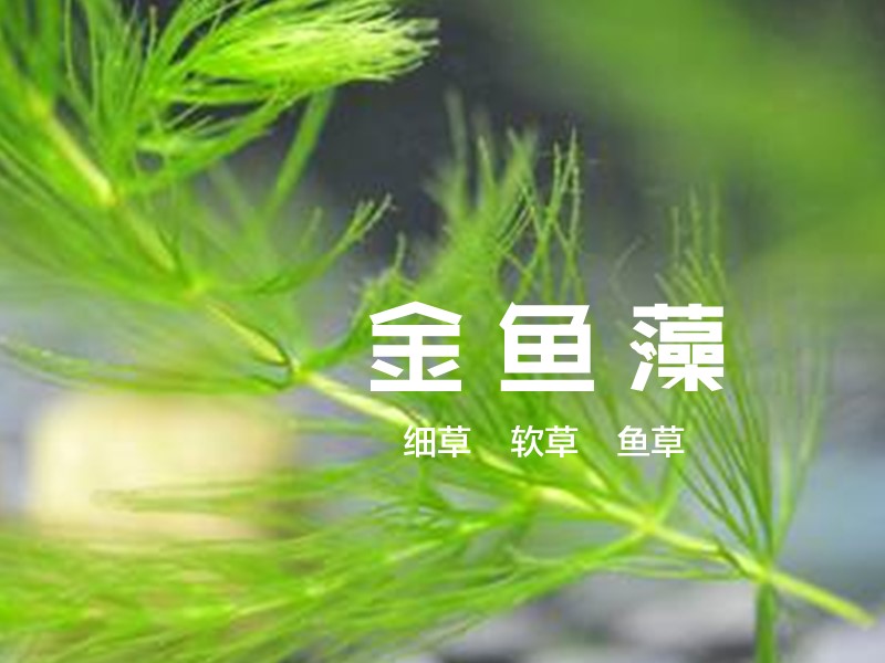 金鱼藻:毛茛目金鱼藻科植物