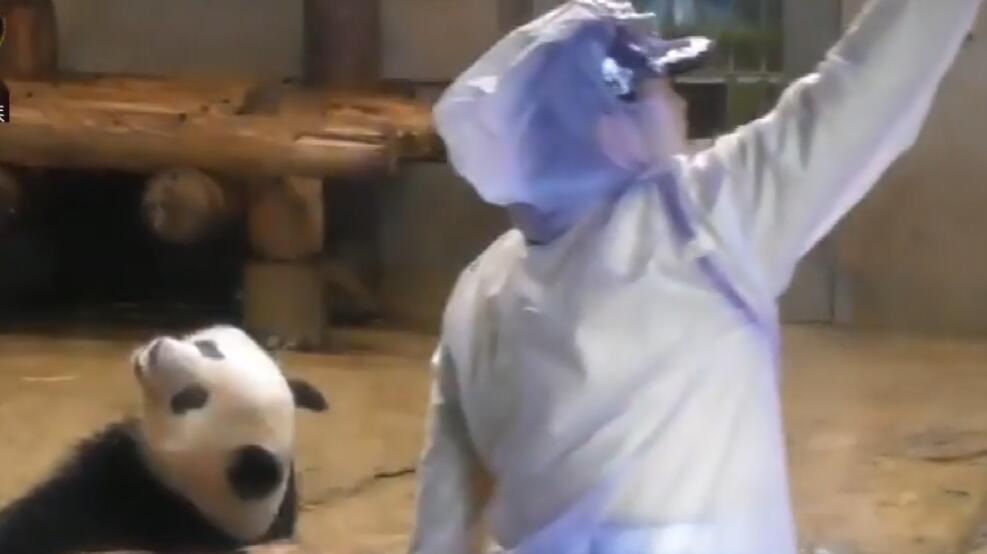 熊猫香香只管亮出超萌背影圈粉,身后有“佣人”负责擦玻璃