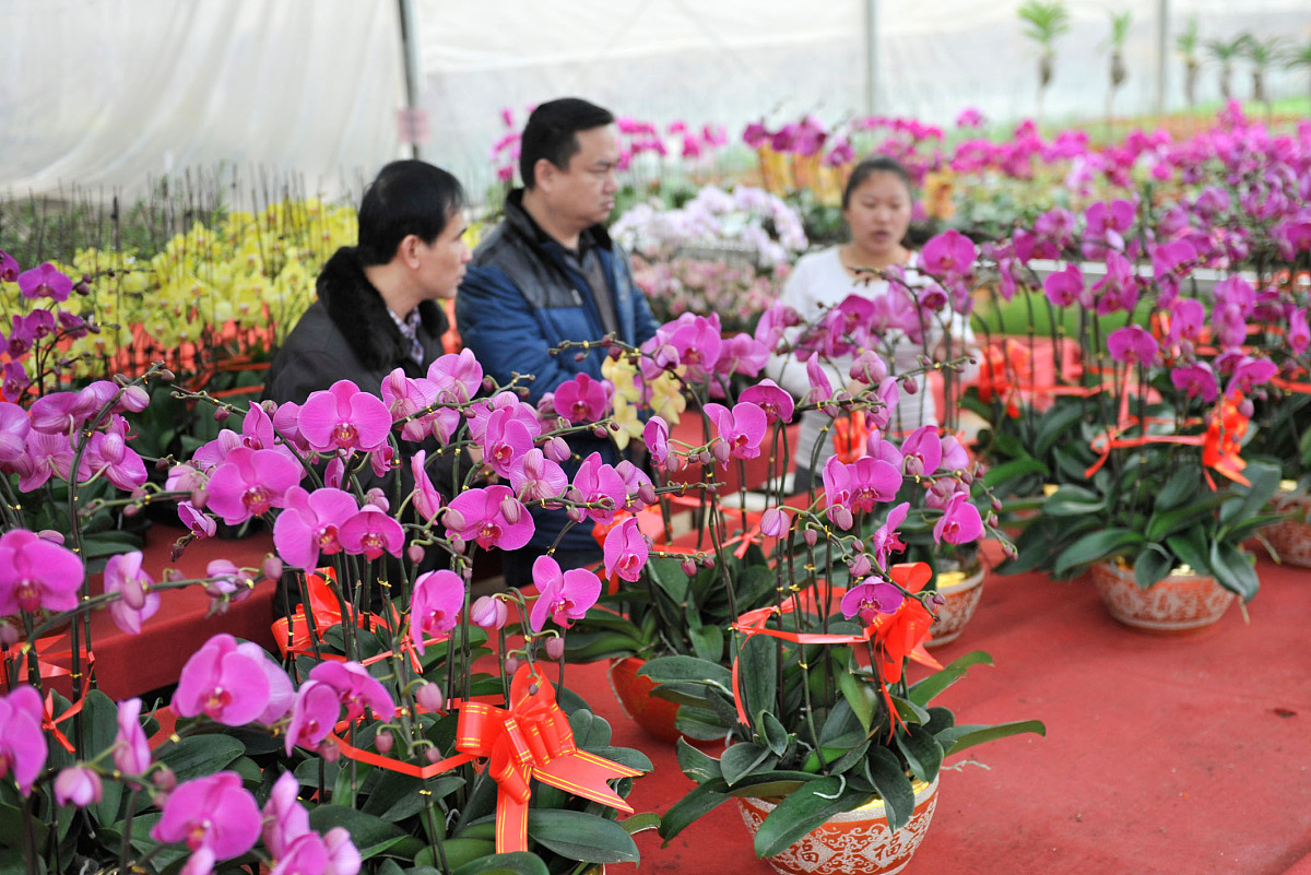 2020年广西兰花种植面积达到万亩