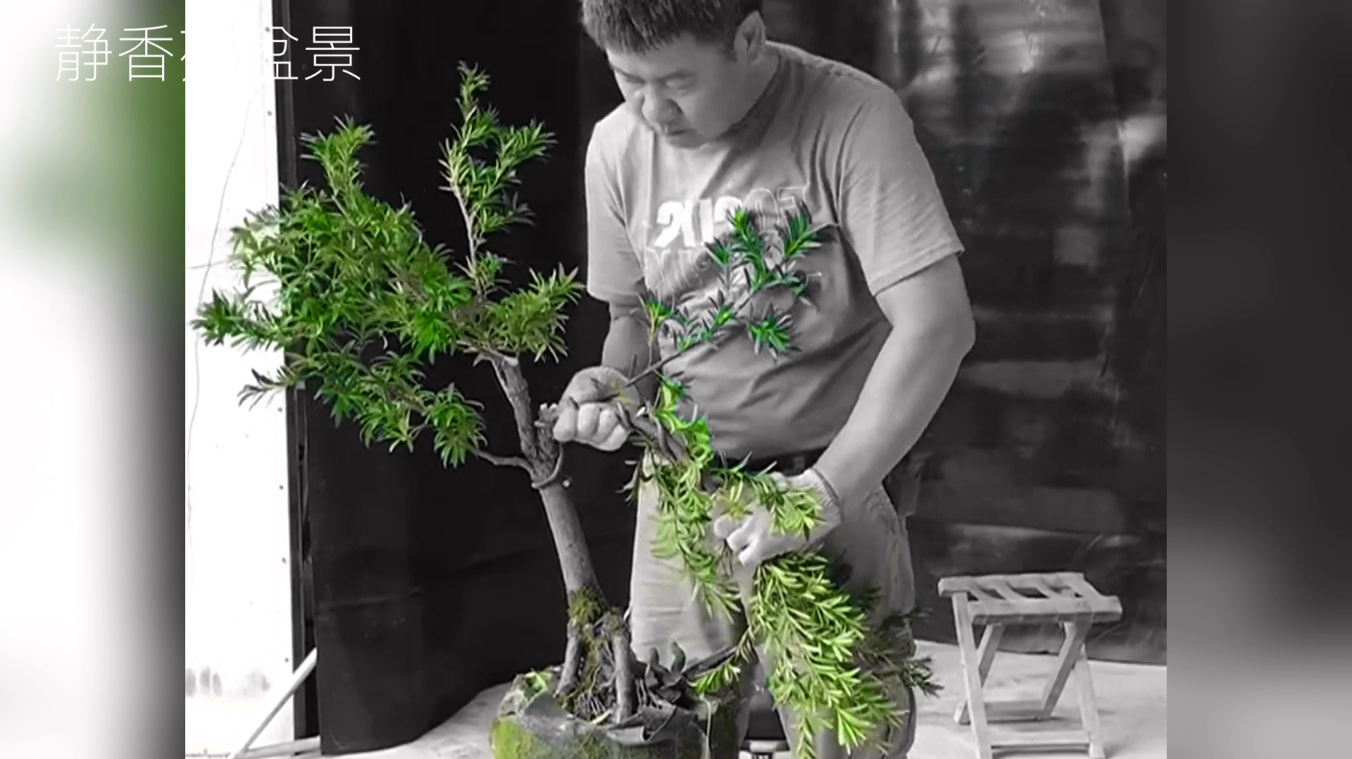 师傅高超技艺制作罗汉松盆景,造型苍劲,很有“迎客松”的气势!