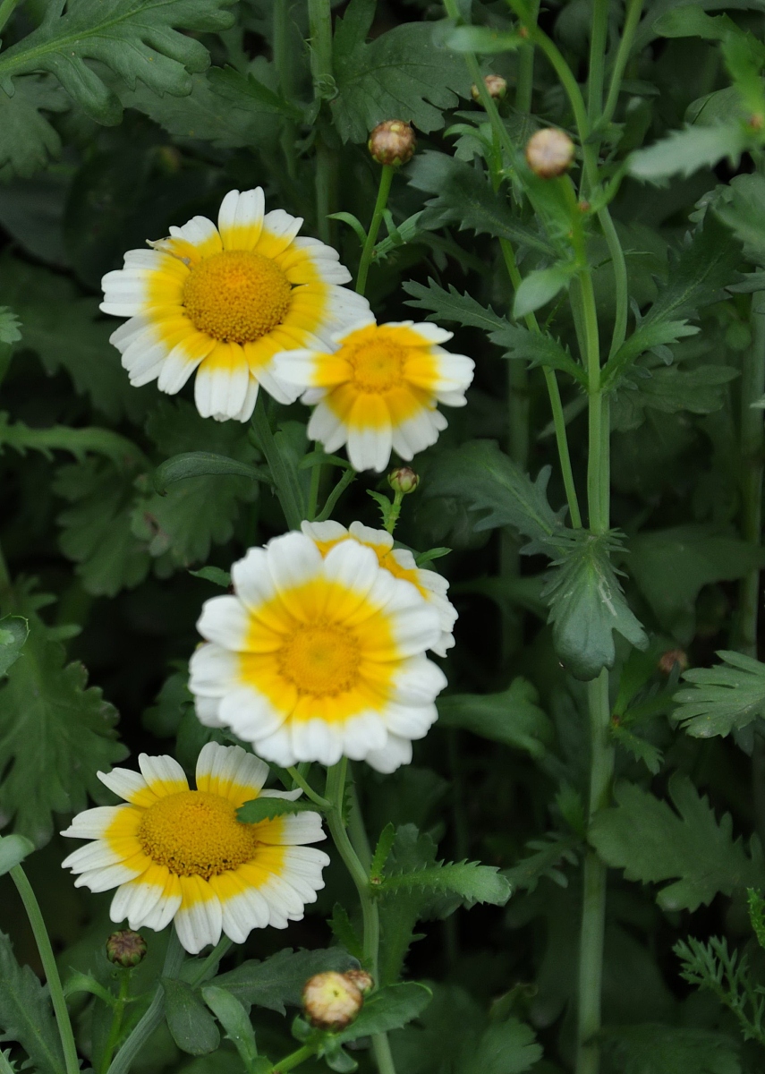 ***_***2010年3月27日,江西遂川,美丽的<strong>茼</strong>稾花.