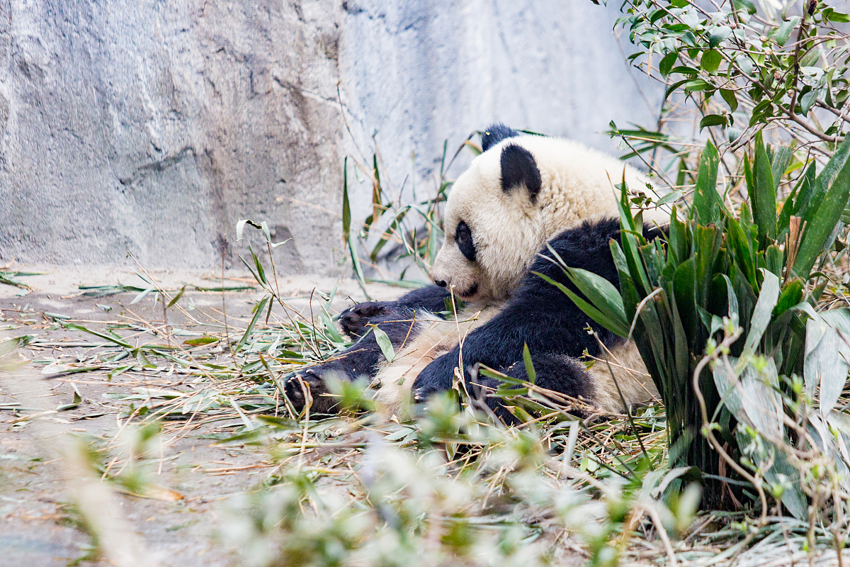 成都农业科技职业学院专业全解析：从特色专业到未来发展