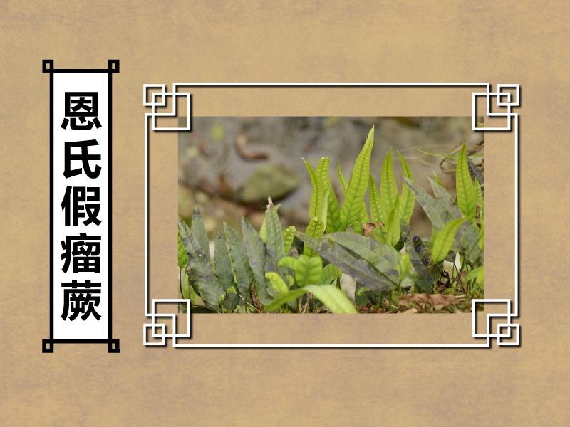 原来恩氏假瘤蕨长这样
