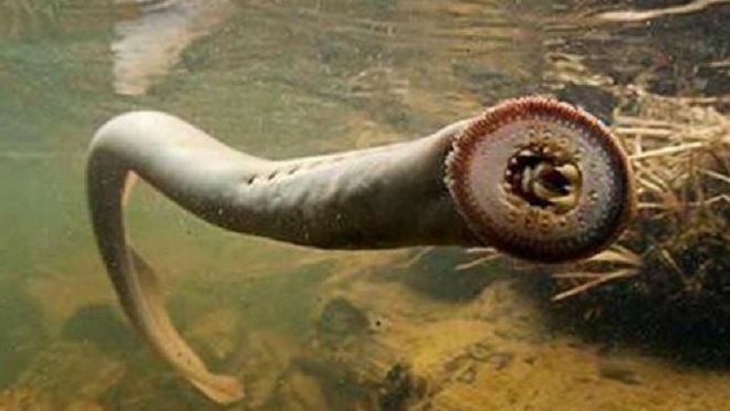 英国发现了最可怕的“僵尸鱼”,靠宿主为生,活了3.6亿年之久