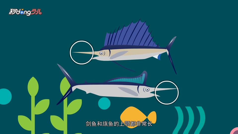 剑鱼和旗鱼的区别