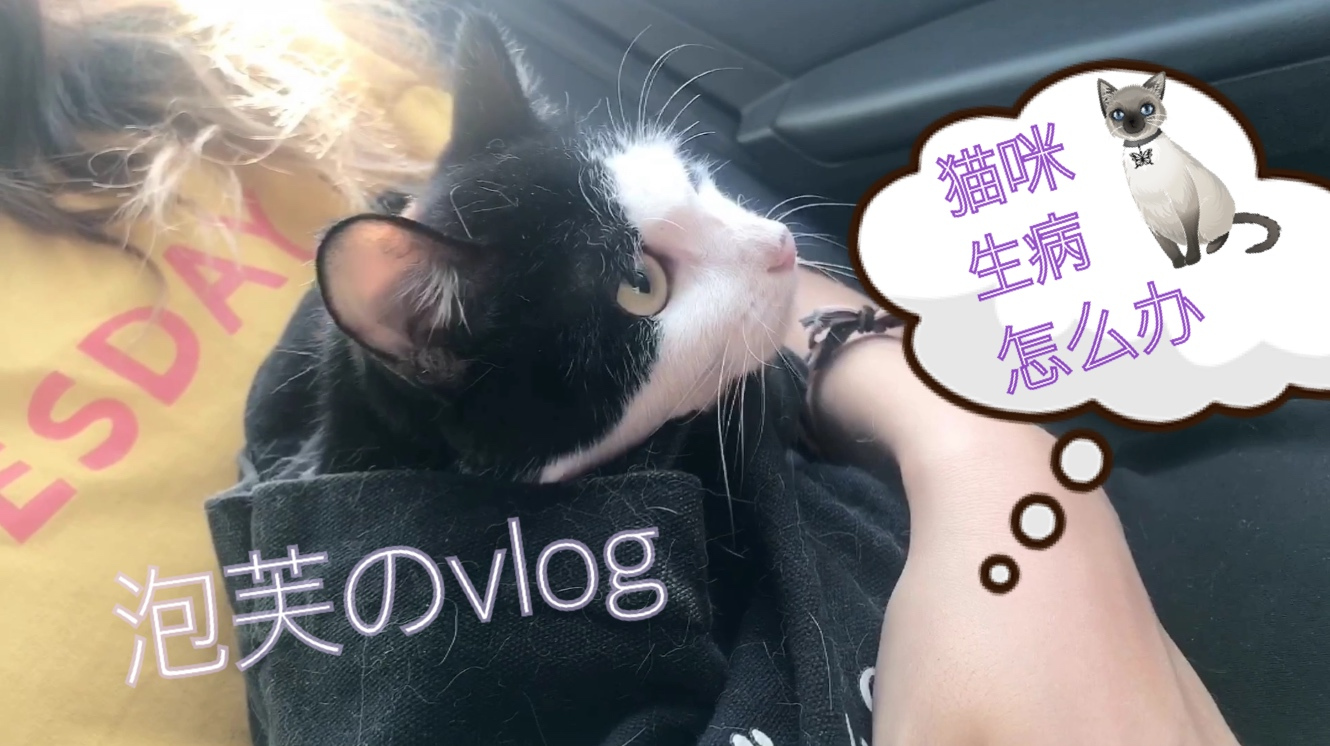 猫咪生病怎么办?来自泡芙的友情提醒,千万别拖着!