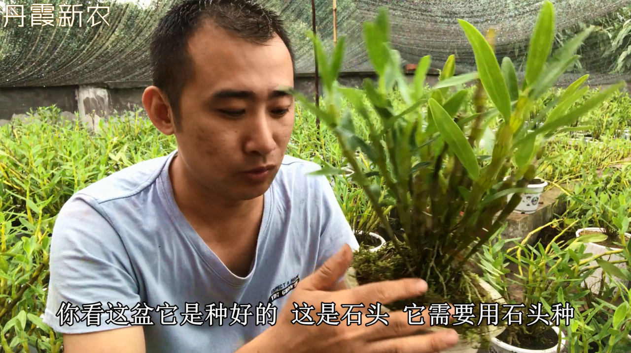 盆栽石斛做到以下几点就可以长得很好,干货满满,收藏起来
