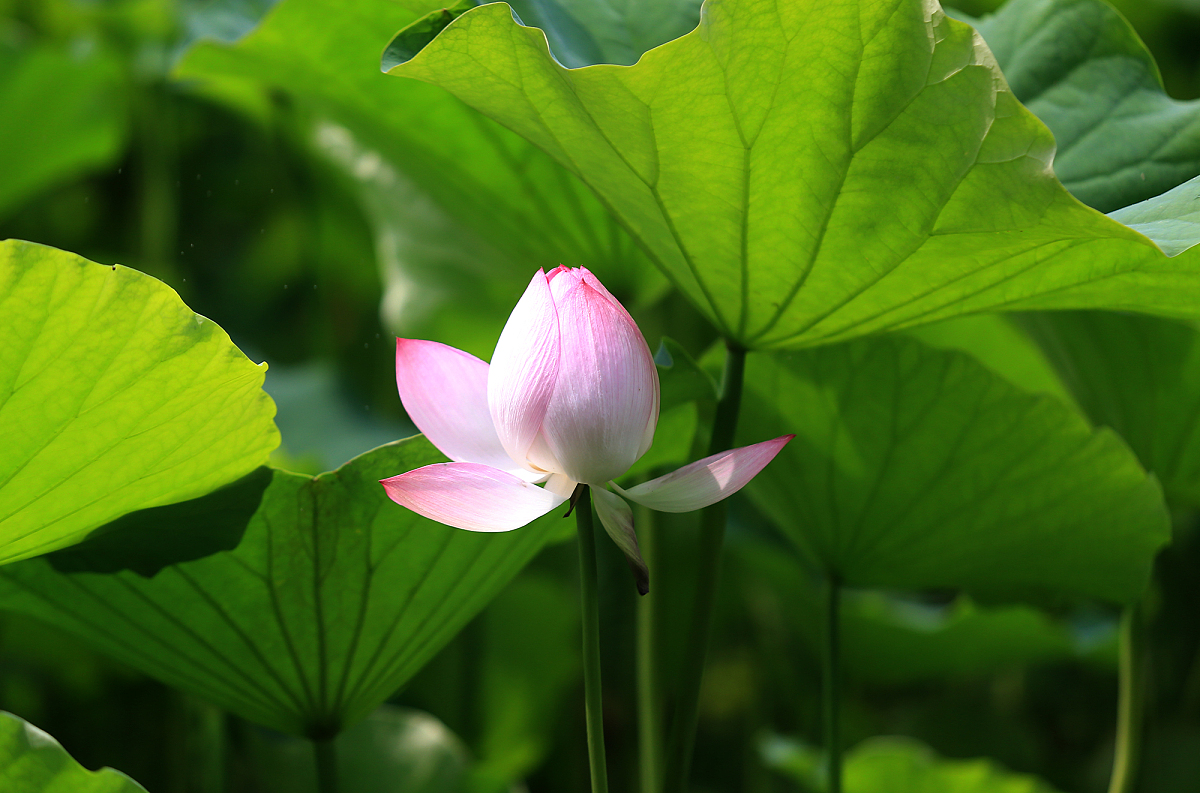 ***_***2017年6月15日,西安,又到了水芙蓉盛开的季节,她还有一个通俗