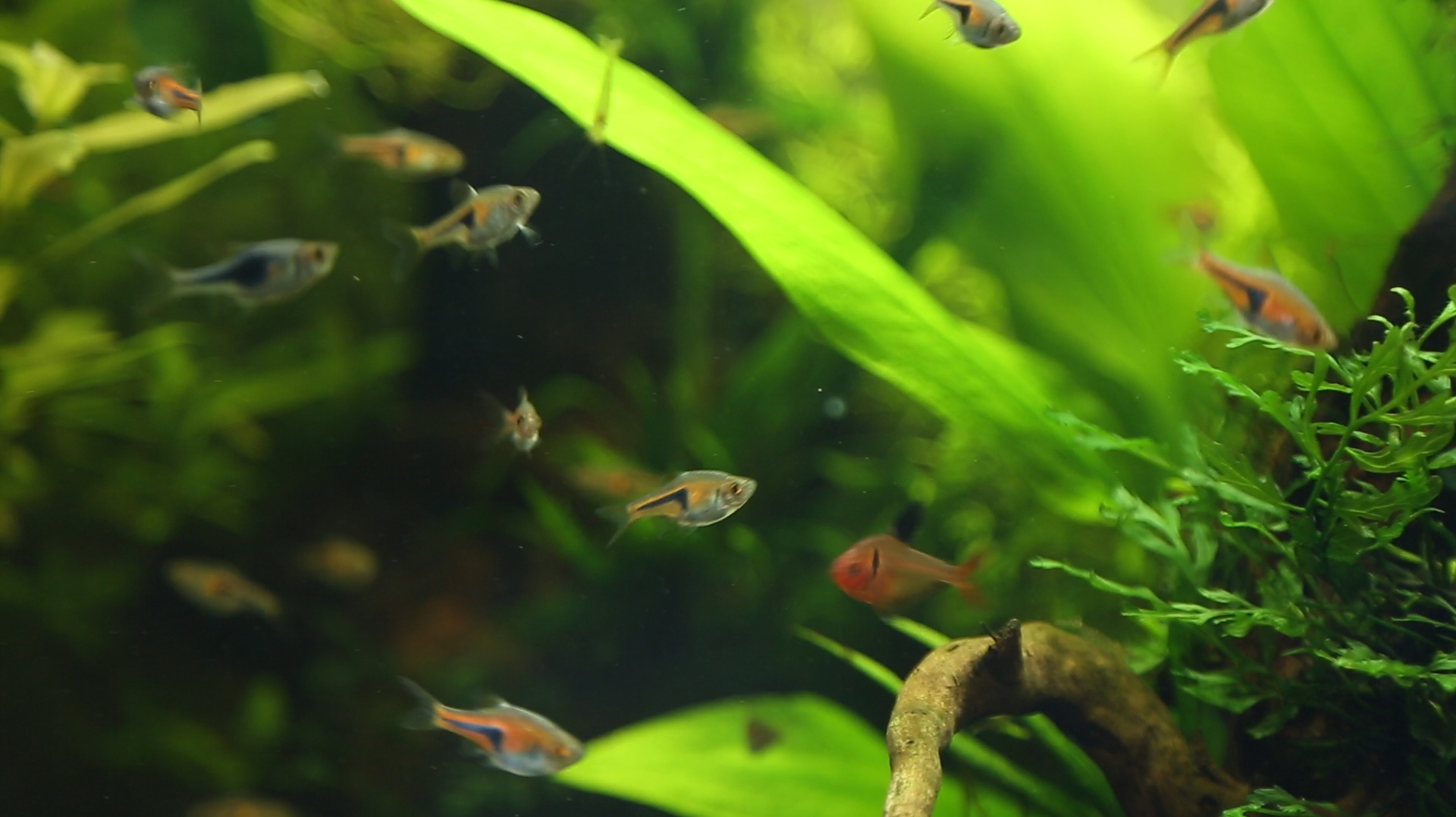 鱼缸需要清洗消毒没药品,该怎么办?强哥教你一招解决问题