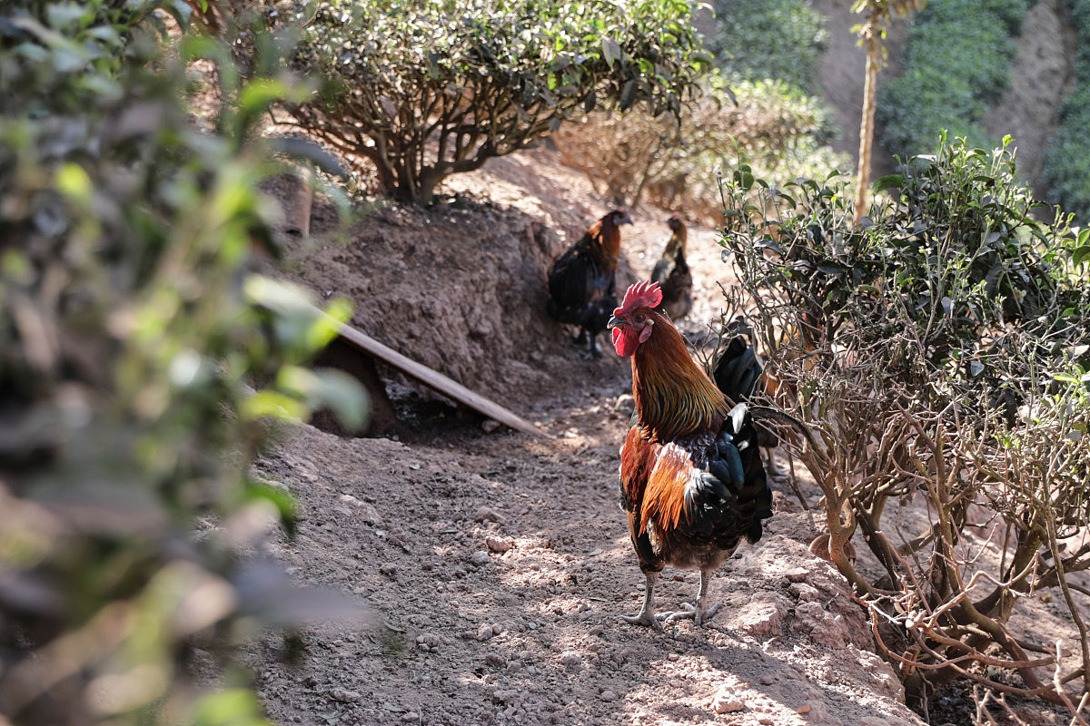 普洱农业学校畜禽生产技术专业就业前景如何