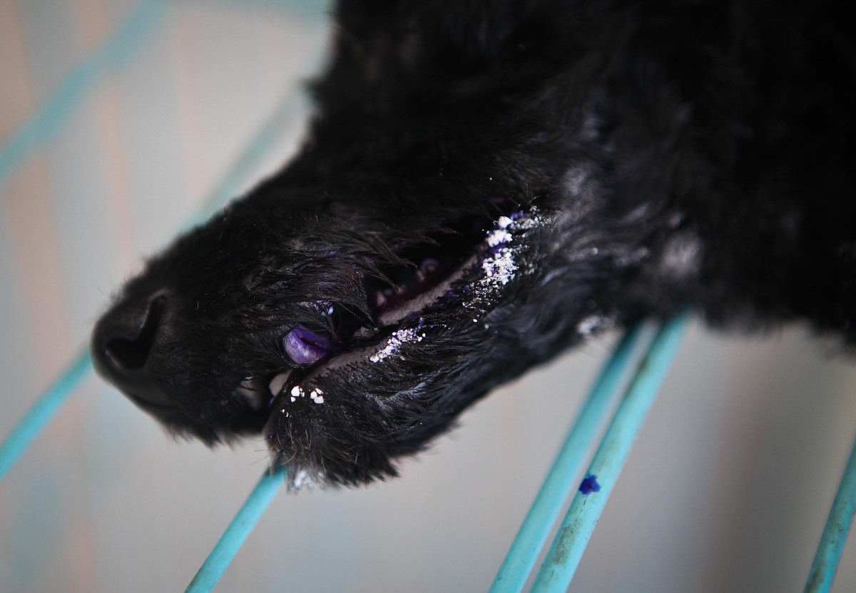 狗狗便便大揭秘：从便便颜色、形状、质地判断疾病