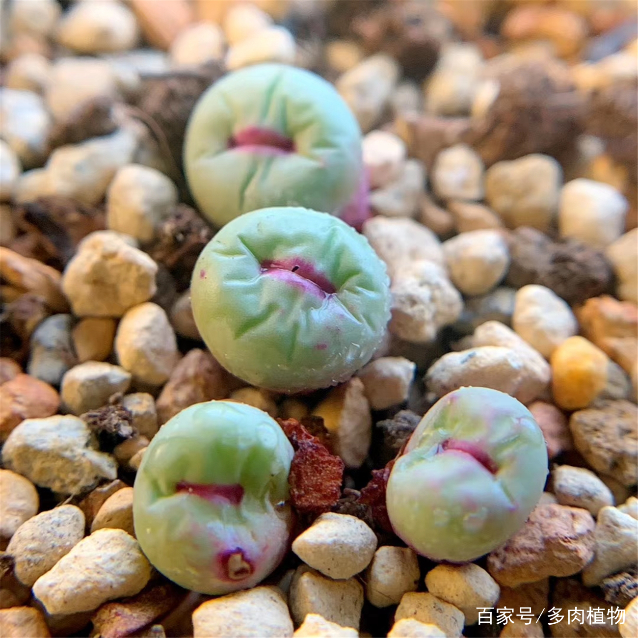 多肉植物图片大全名称