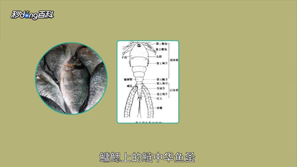 「秒懂百科」原来鱼蚤长这样