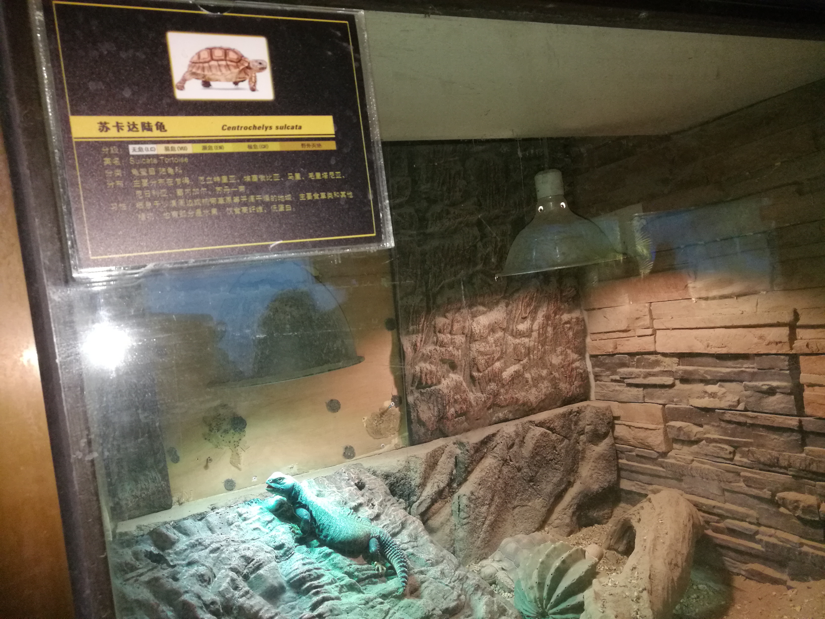 北京动物园的两栖爬行动物馆,却给了游客种种误区: 误以为有一种动物叫两栖爬行类误以为两栖是爬行动物的定语不明白两栖纲、爬行纲的平行关系另外一方面,在这个北京动物园的两栖爬行馆里面,又是爬行动物很多,而两栖动物很少。 北京动物园的两栖爬行动馆展览