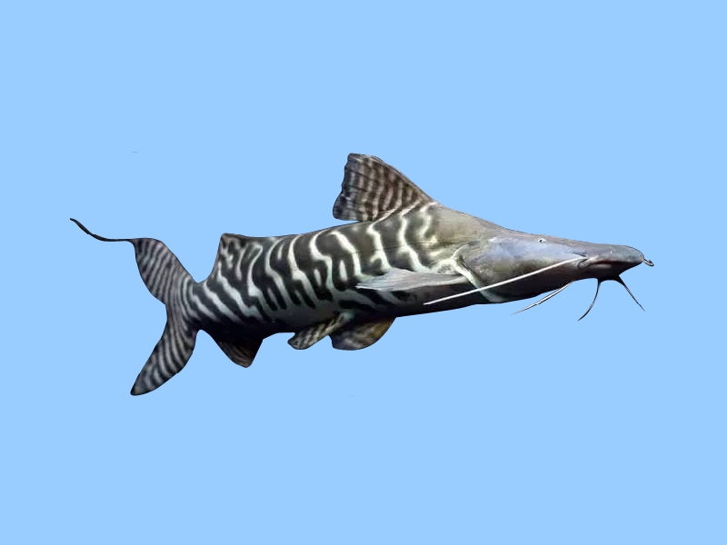 斑马鸭嘴:又称斑马鸭嘴,为鲇型目