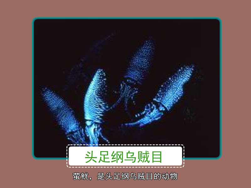 萤鱿:产于日本富山县富山湾的小墨斗鱼