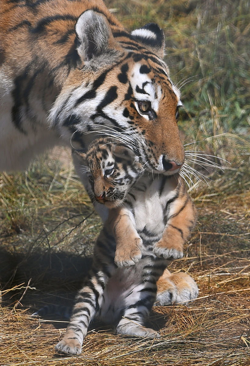 初一下学期转学有影响吗