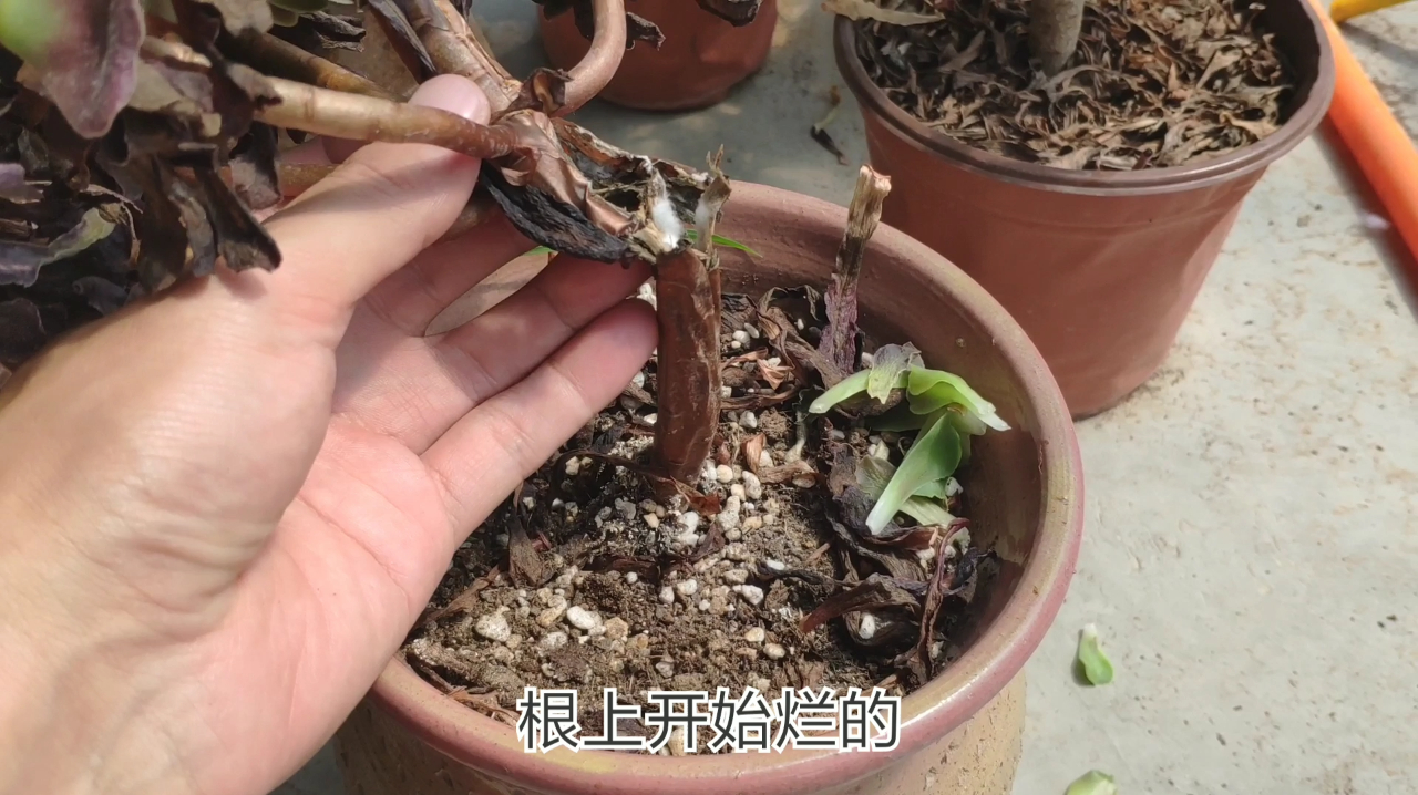 法师植物掉叶子,干枯,徒长,听刚哥怎么说?