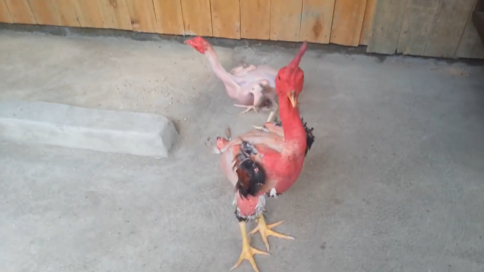 被拔光毛的鸡在地上溜达,这是什么情况?知道真相后网友笑了