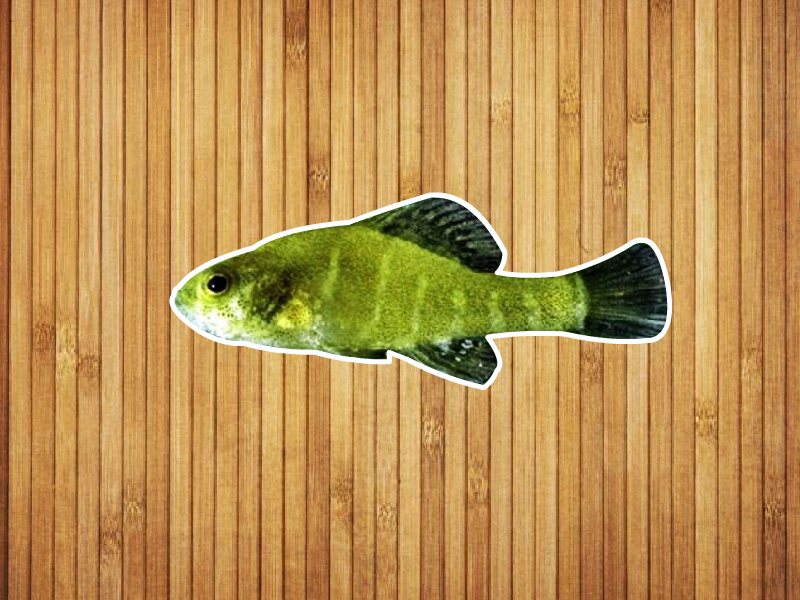 原来侏儒太阳鱼长这样