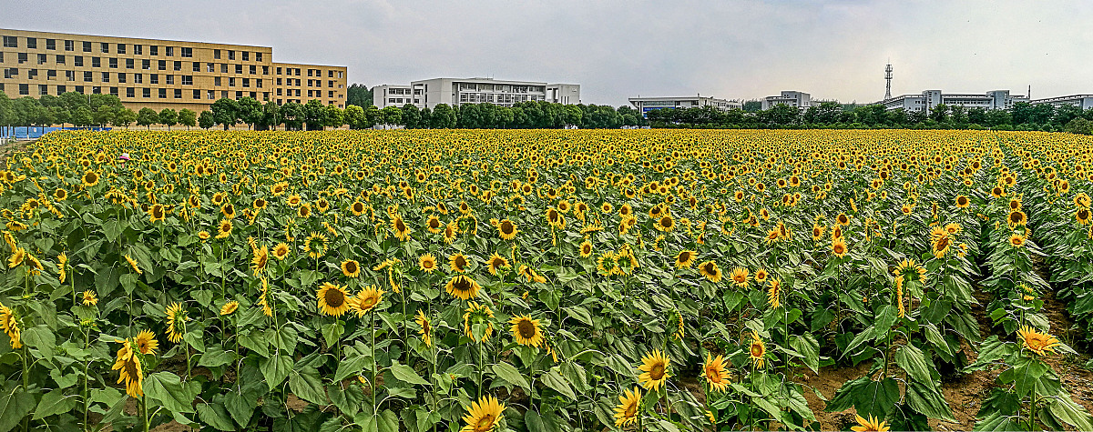 深圳信息职业技术学院电子商务专业都学些什么