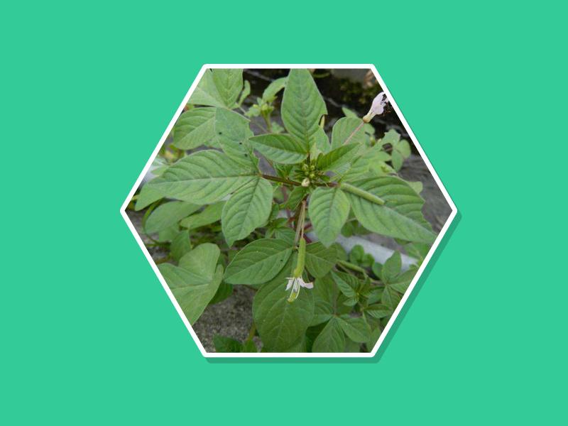 原来皱子白花菜长这样