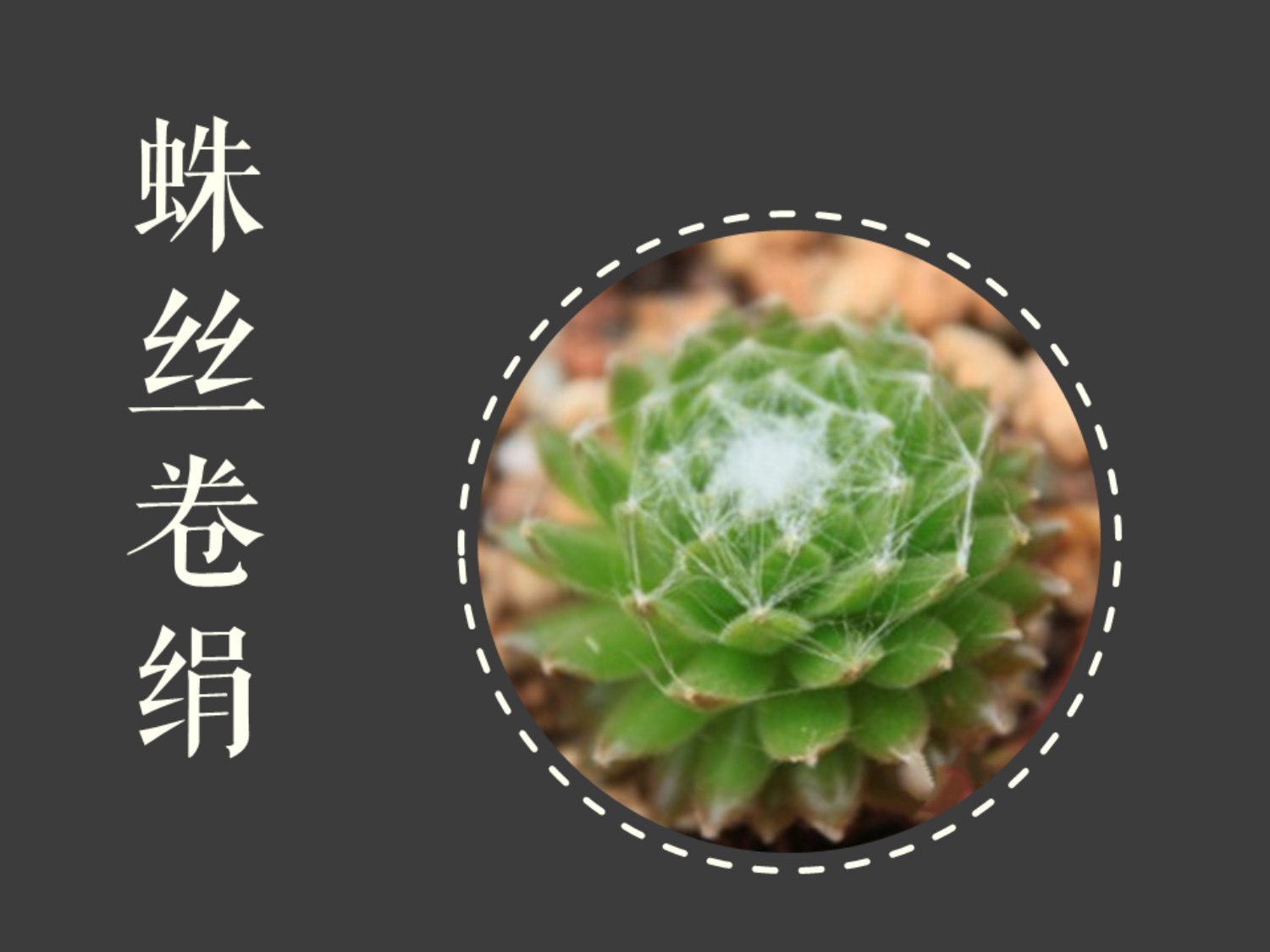 蛛丝卷绢:是景天科、长生草属的多年生植物、多肉植物