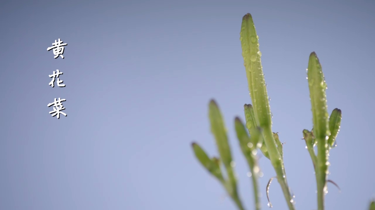 你印象中黄花菜生长在何方?原来阴冷潮湿的南方,并不是它归宿!