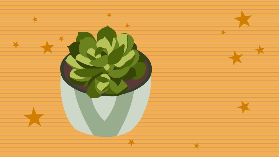 为什么多肉种类繁多