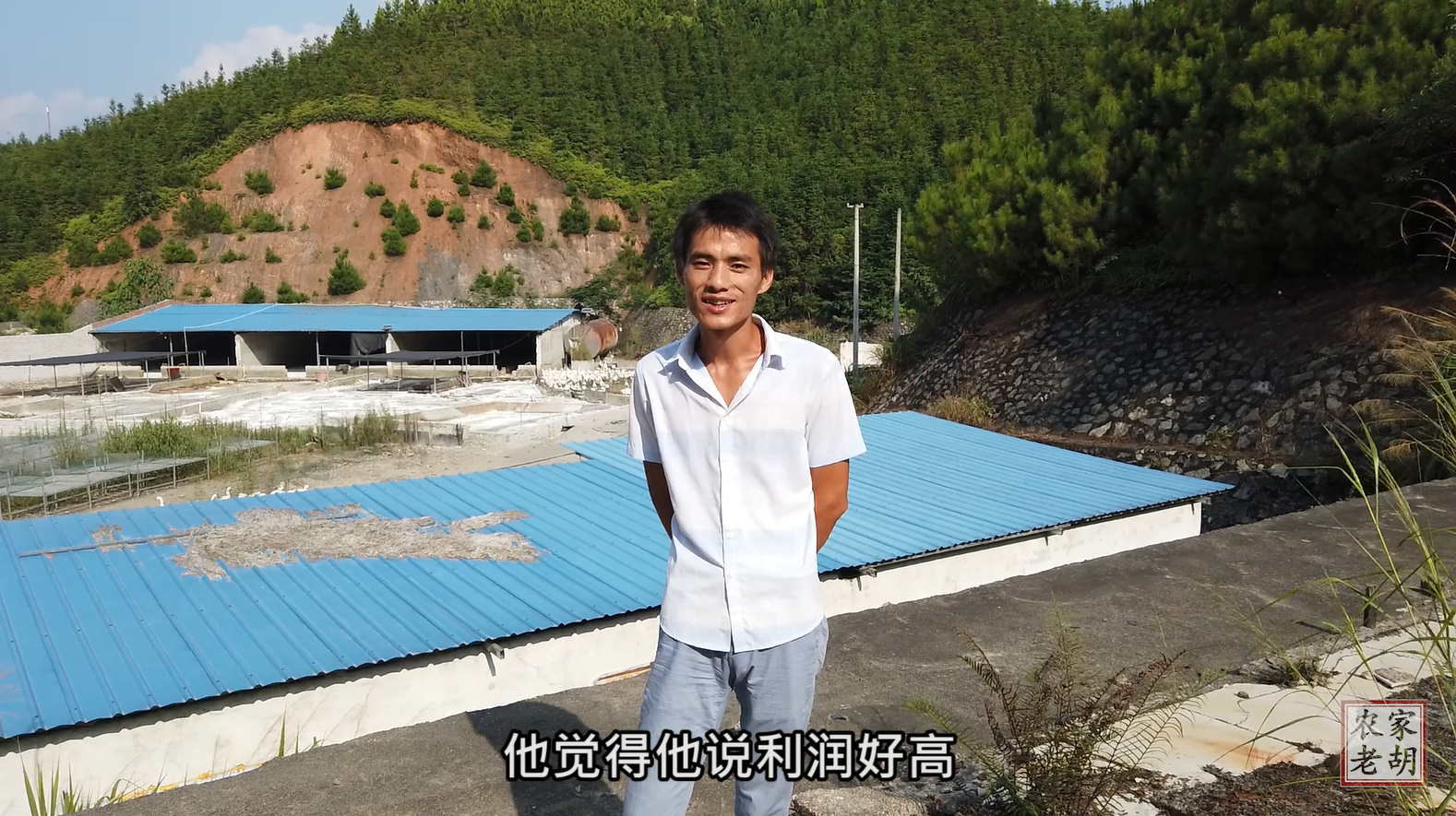 新手规模养鹅利润咋样?老胡养了2000只鹅,看看他咋说的