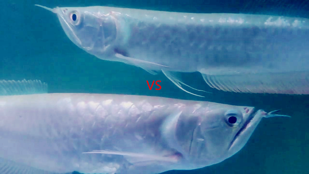 这花纹的宝贝银龙鱼我猜你没养过,你看看哪条更具有观赏性