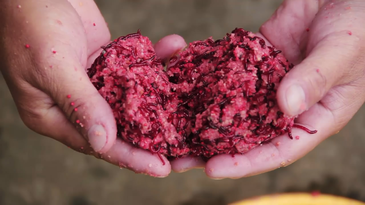 红虫3种上饵法,1种简易,1种巧用工具,1种混搭成鱼类必杀技