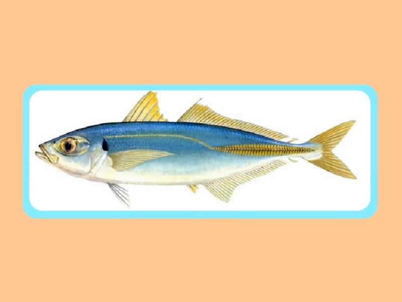 蓝圆鲹:鲈形目鲹科圆鲹属的一种