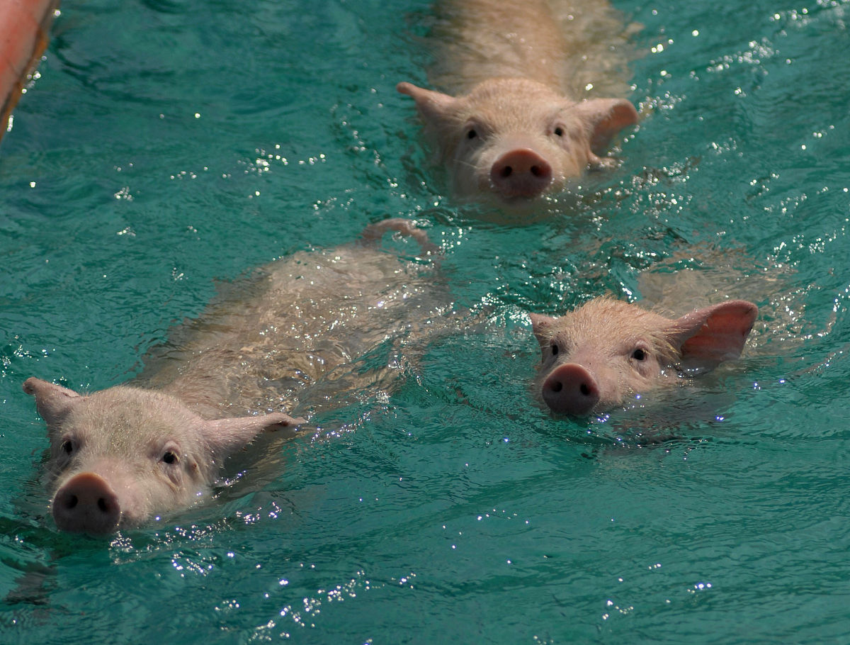 为什么小猪不喜欢游泳？ - 笑话大全