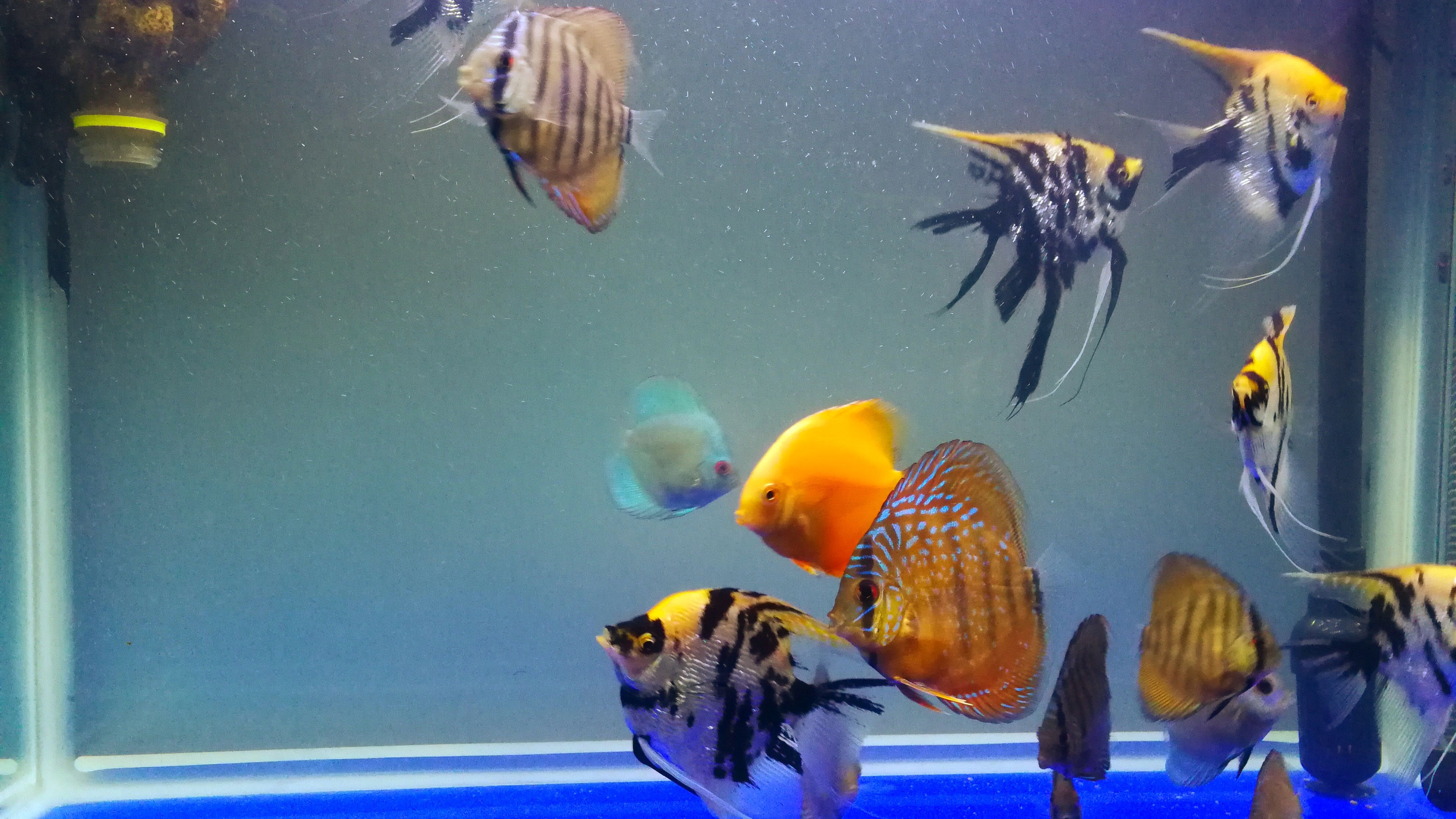 七彩神仙鱼老头鱼长这样