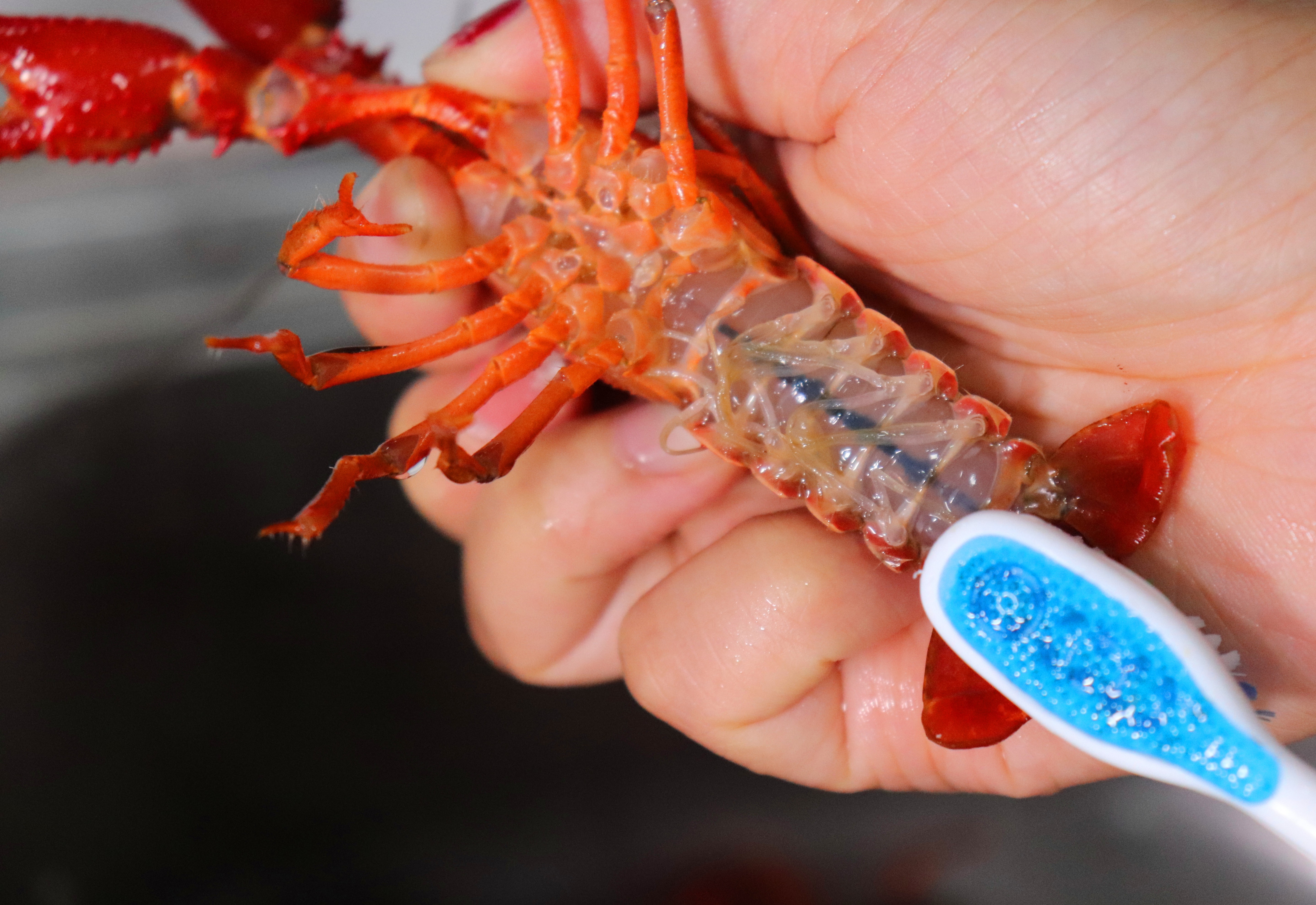 清洗小龙虾,很多人第一步做错,教你一招,脏东西自己跑出来!