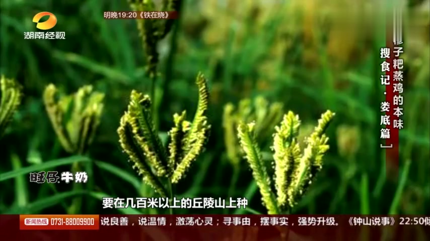 穇子粑蒸鸡纯天然又味美!一起来娄底,尝点清淡的!