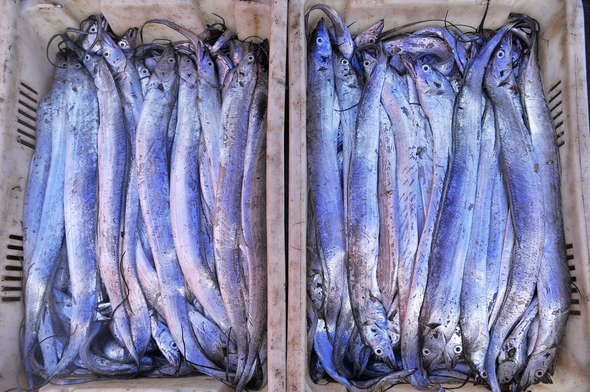 带鱼哪里产的好吃，