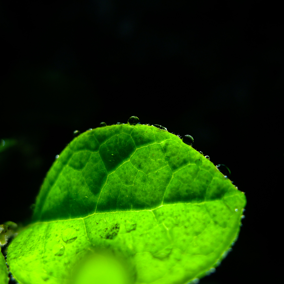 仿写比喻句，展现多彩的自然景物