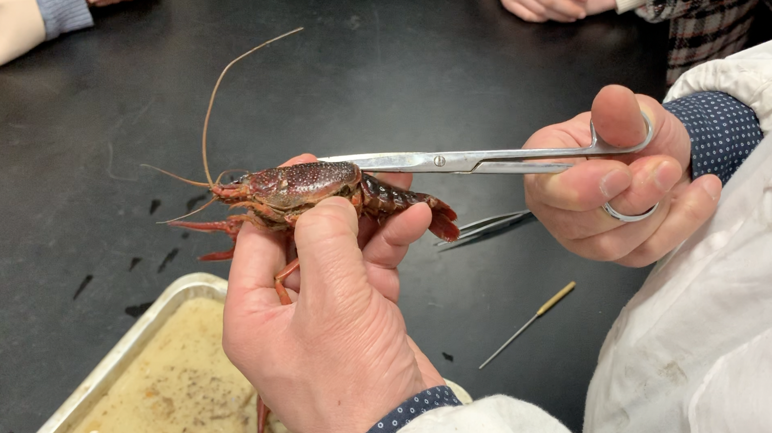 高校开设小龙虾解剖选修课,老师:为了更好的吃虾